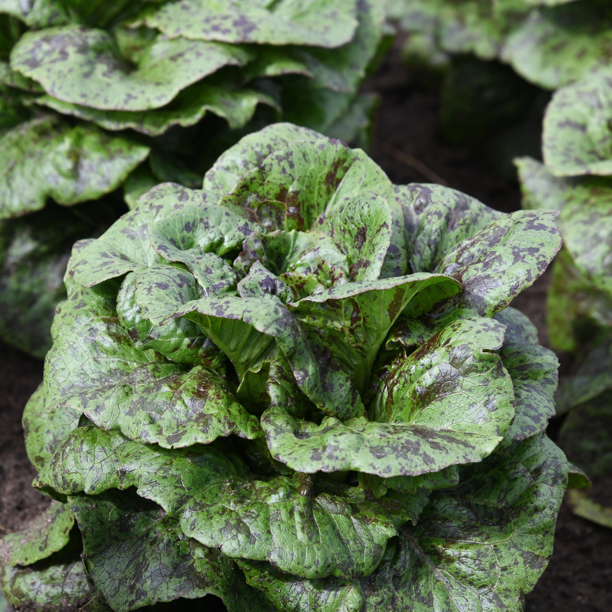 Close-up of a head of green lettuce with dark spots on a dark background