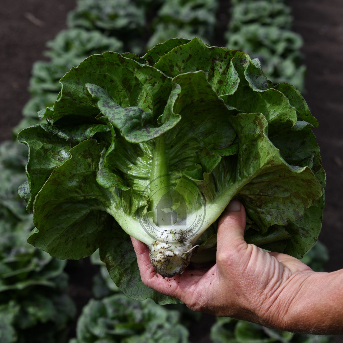 Hand holding a head of lettuce with more lettuce in the background