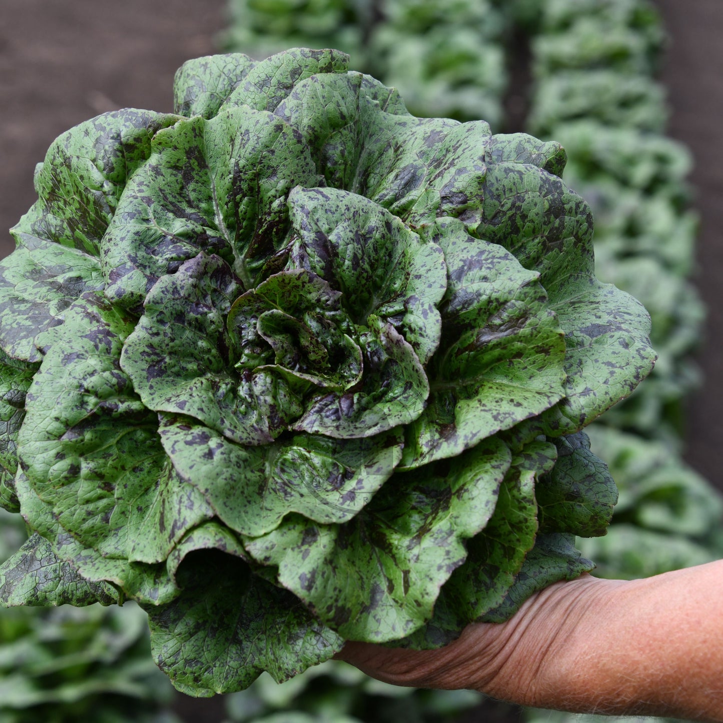 Person holding a large green leafy vegetable against a dark background