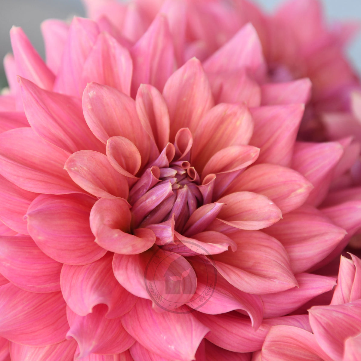 Dahlia 'Lileah Carmel Rose'