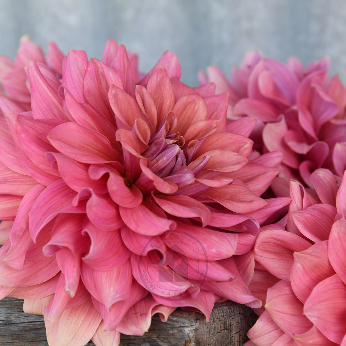 Dahlia 'Lileah Carmel Rose'