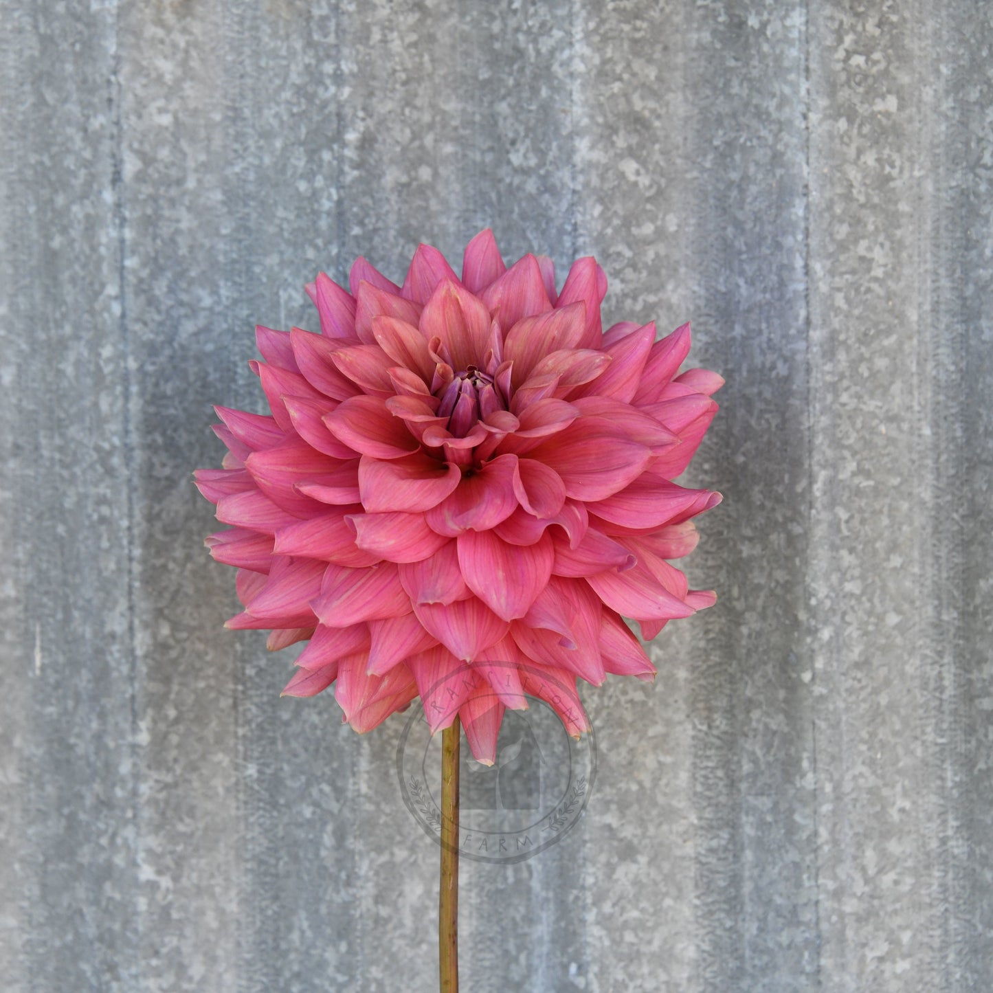 Dahlia 'Lileah Carmel Rose'