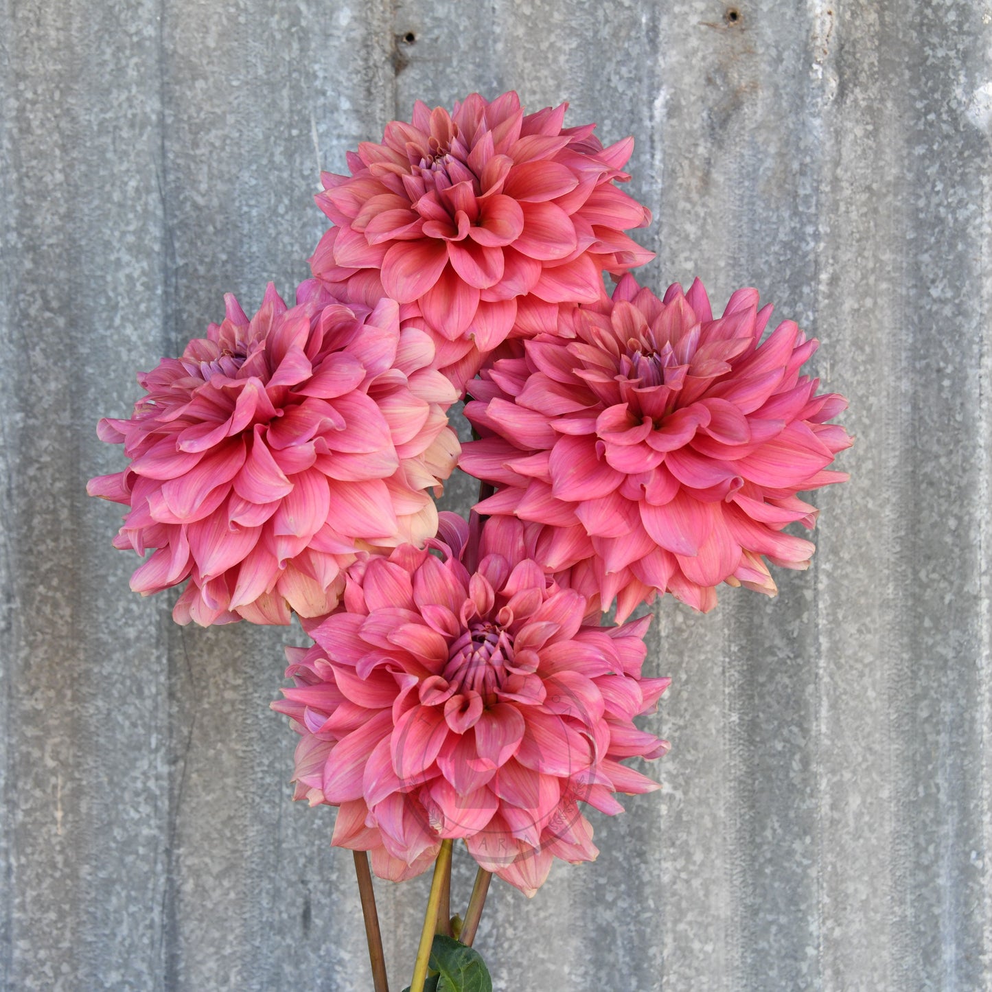 Dahlia 'Lileah Carmel Rose'