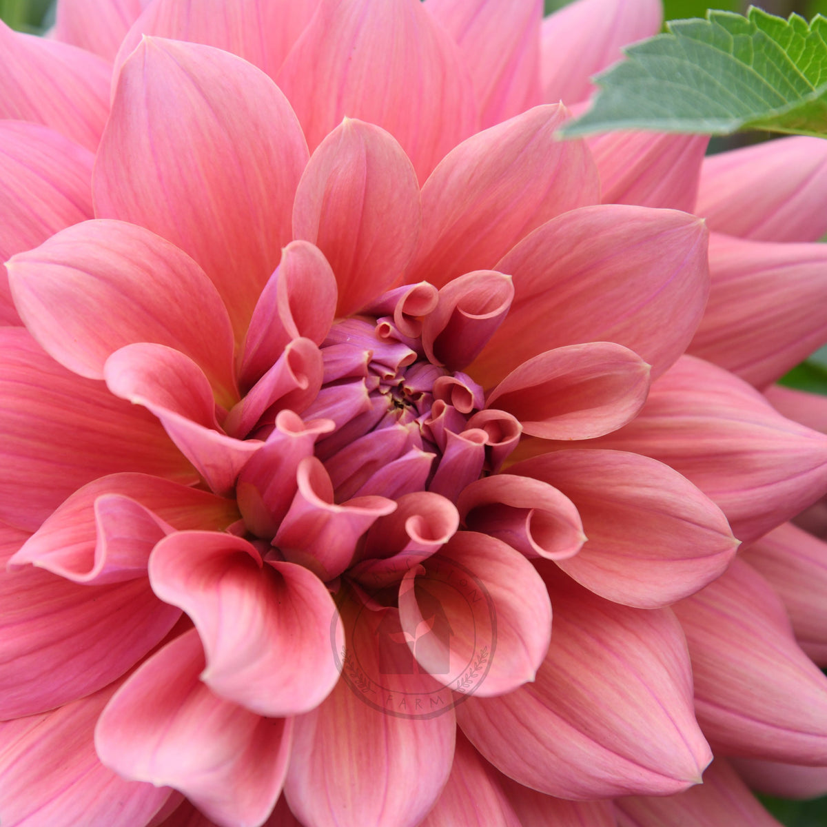Dahlia 'Lileah Carmel Rose'