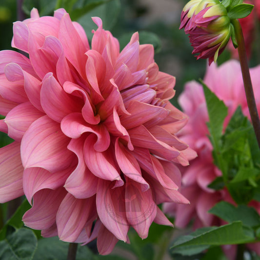 Dahlia 'Lileah Carmel Rose'