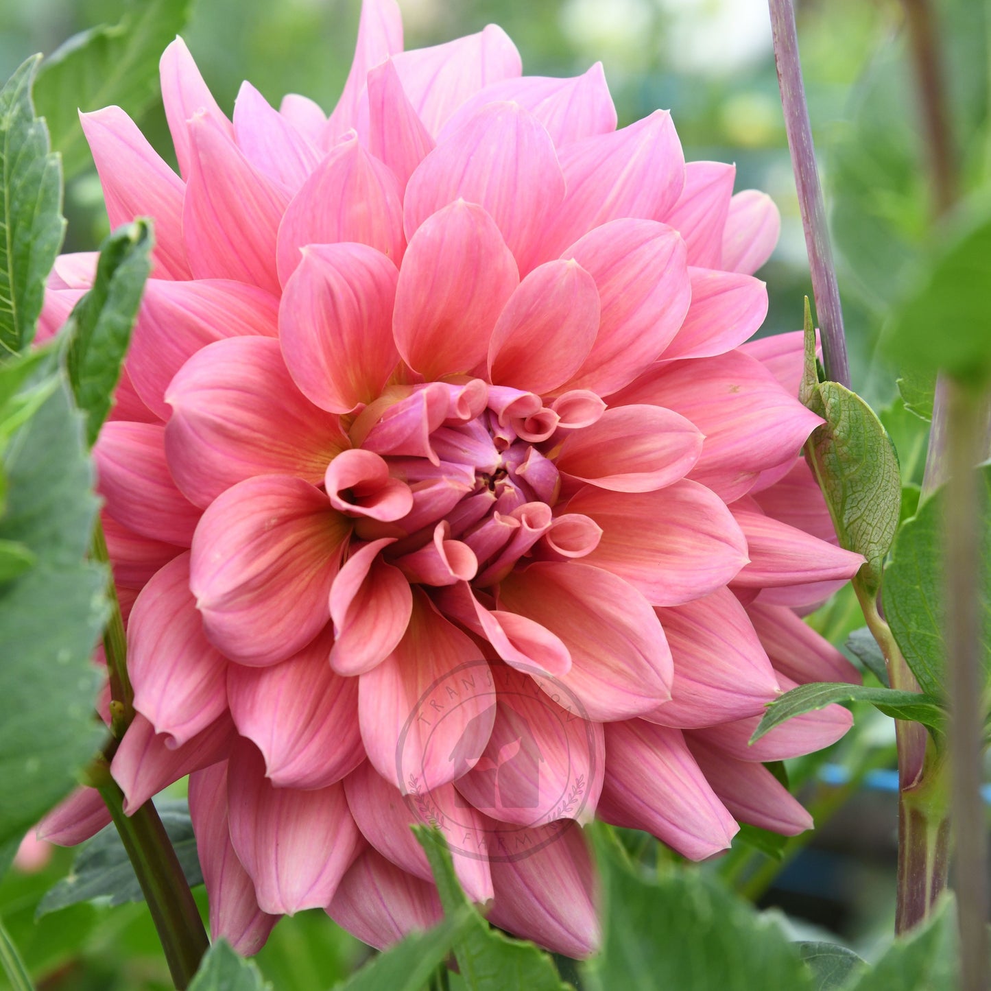 Dahlia 'Lileah Carmel Rose'