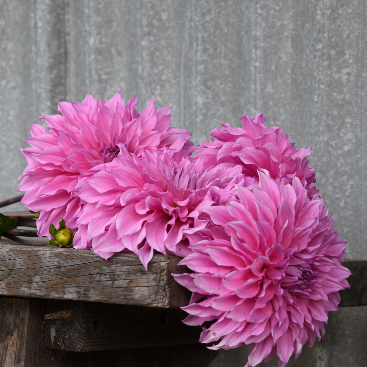 Dahlia 'Lileah Milkman'