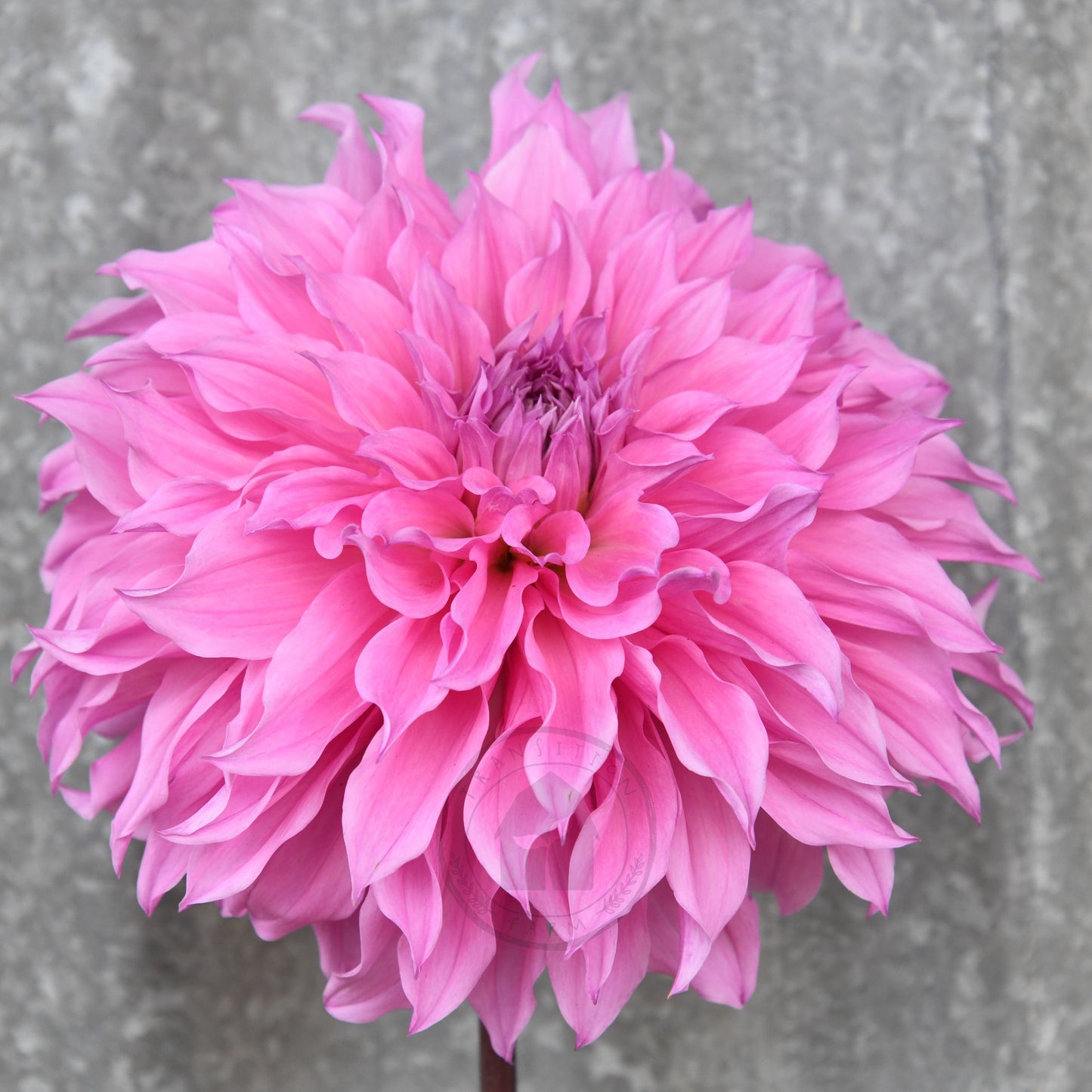 Dahlia 'Lileah Milkman'