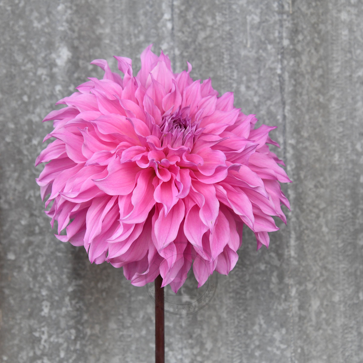 Dahlia 'Lileah Milkman'