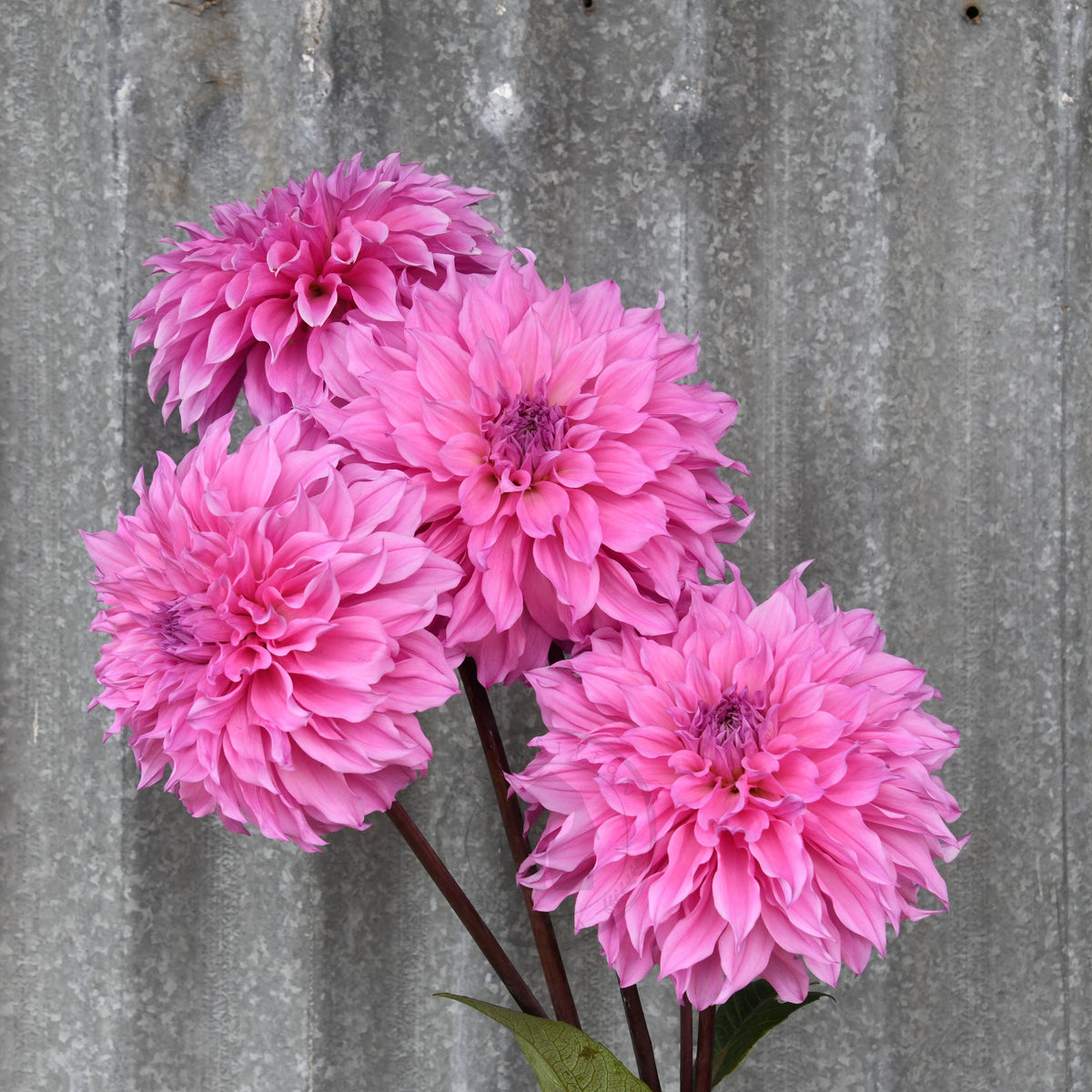 Dahlia 'Lileah Milkman'