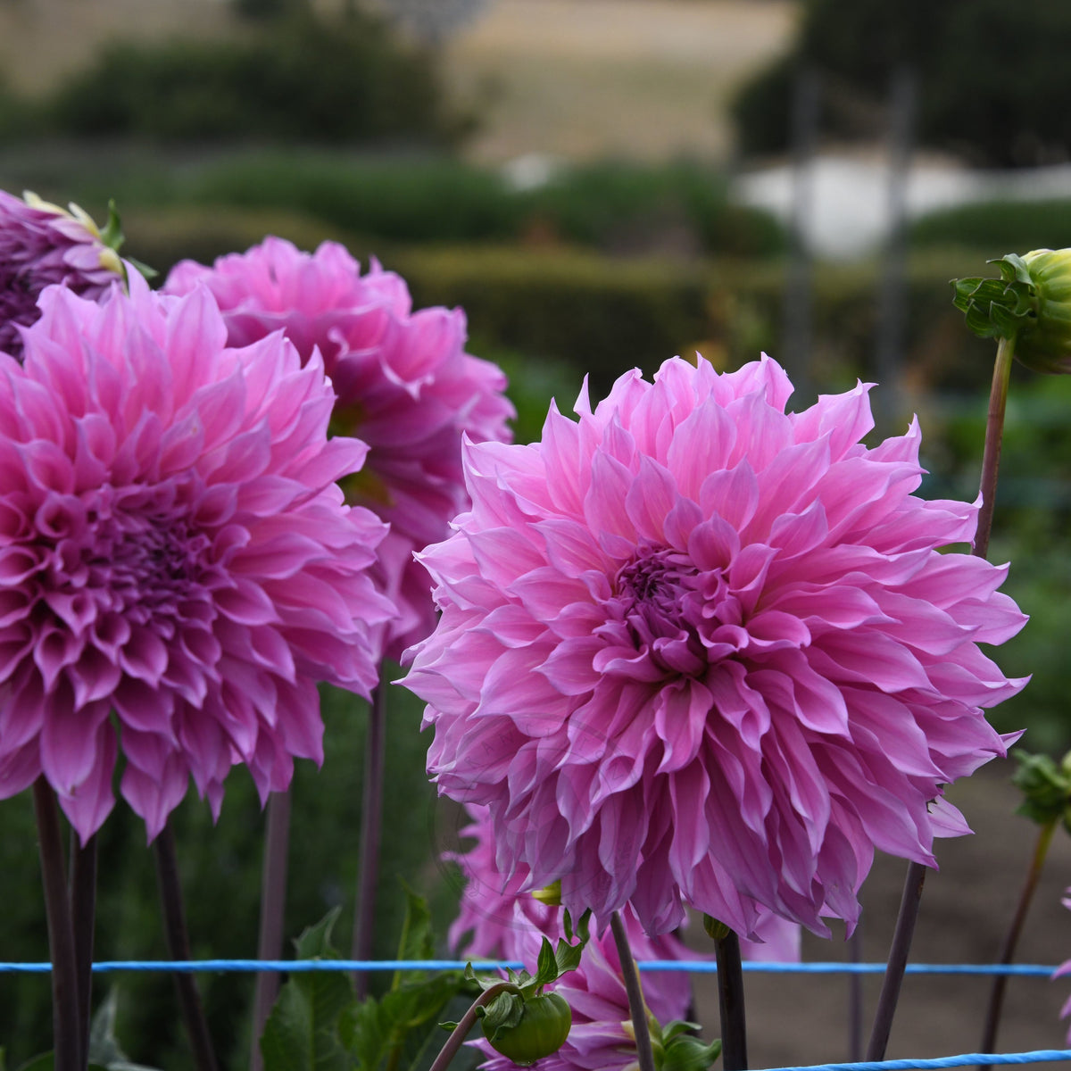 Dahlia 'Lileah Milkman'