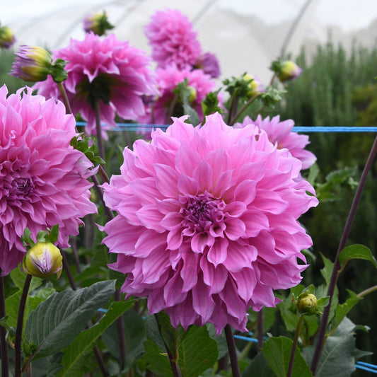 Dahlia 'Lileah Mailman'