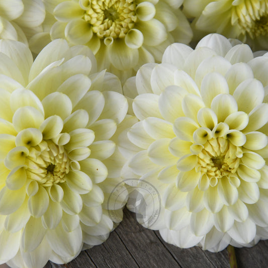Dahlia 'Lime Glow'