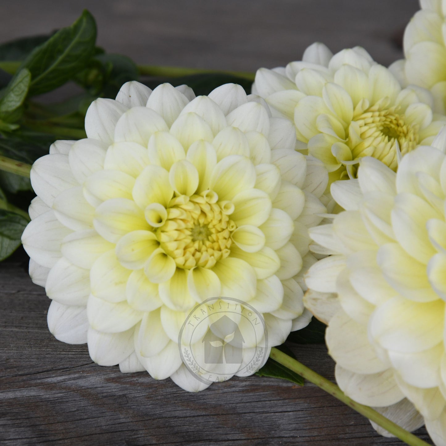 Dahlia 'Lime Glow'