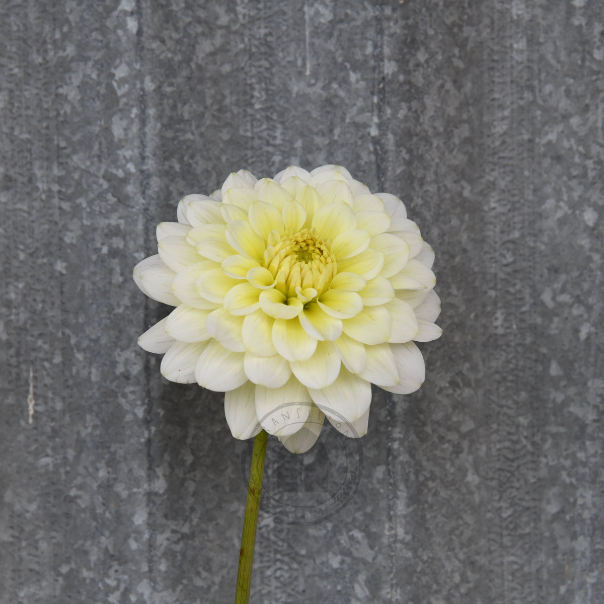 Dahlia 'Lime Glow'