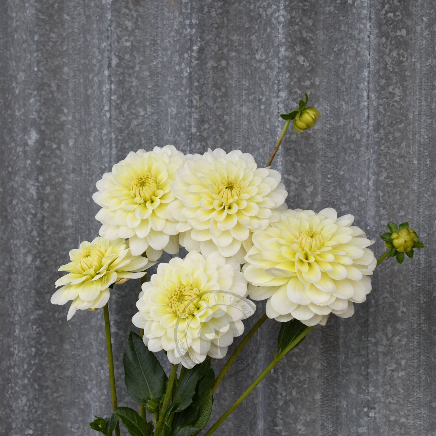 Dahlia 'Lime Glow'