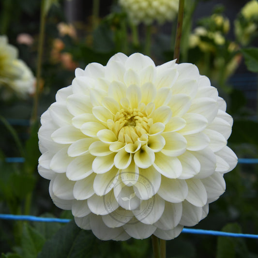 Dahlia 'Lime Glow'