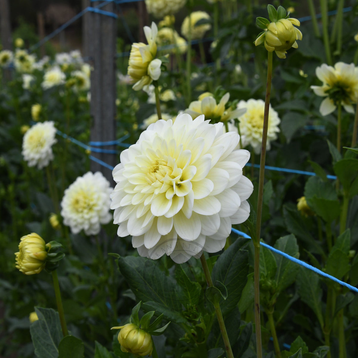 Dahlia 'Lime Glow'