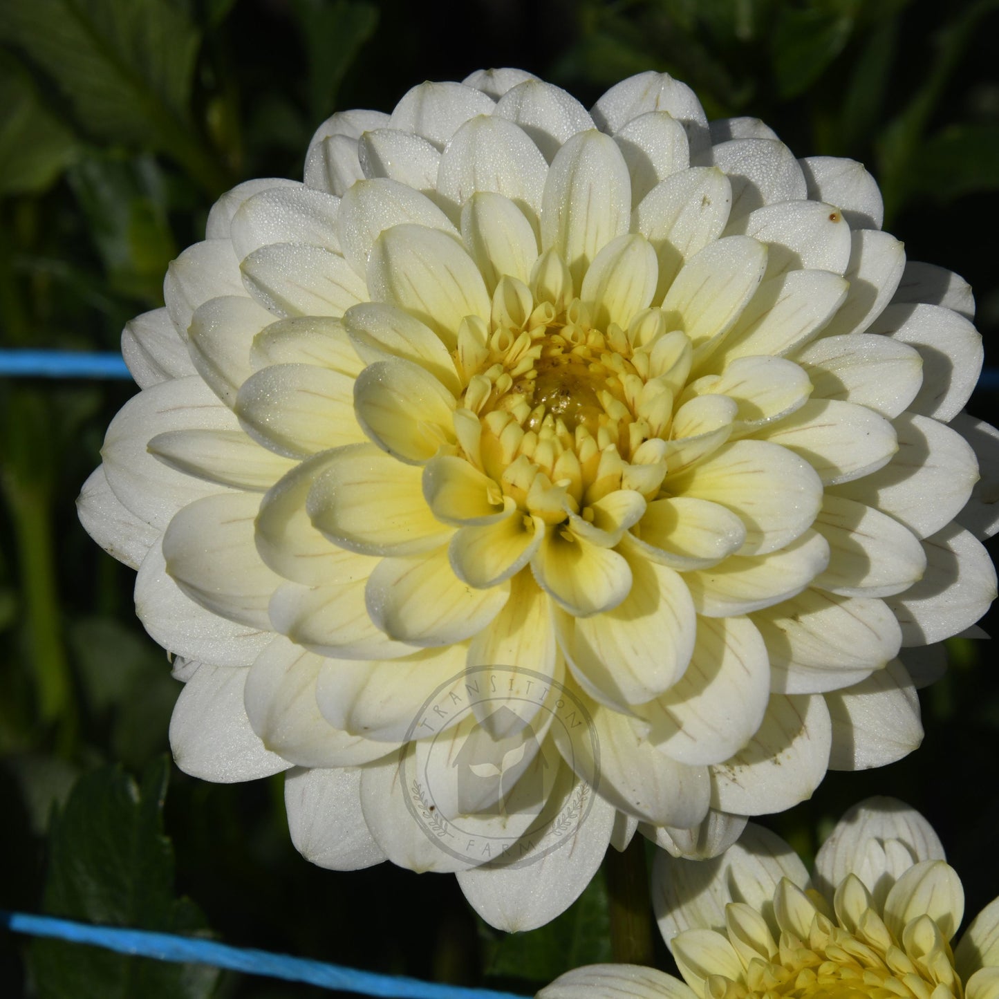 Dahlia 'Lime Glow'