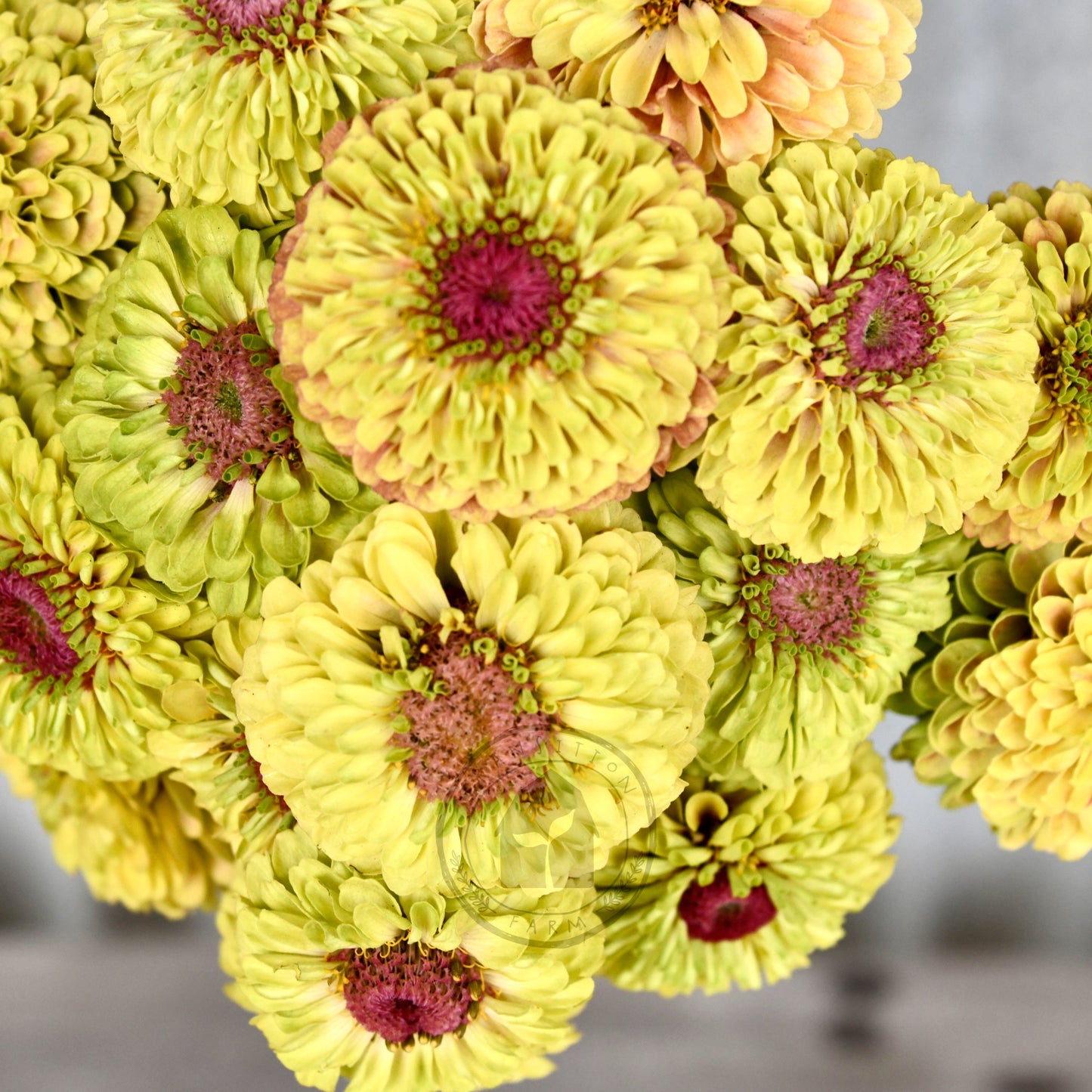 Zinnia 'Queeny Lime with Blush'