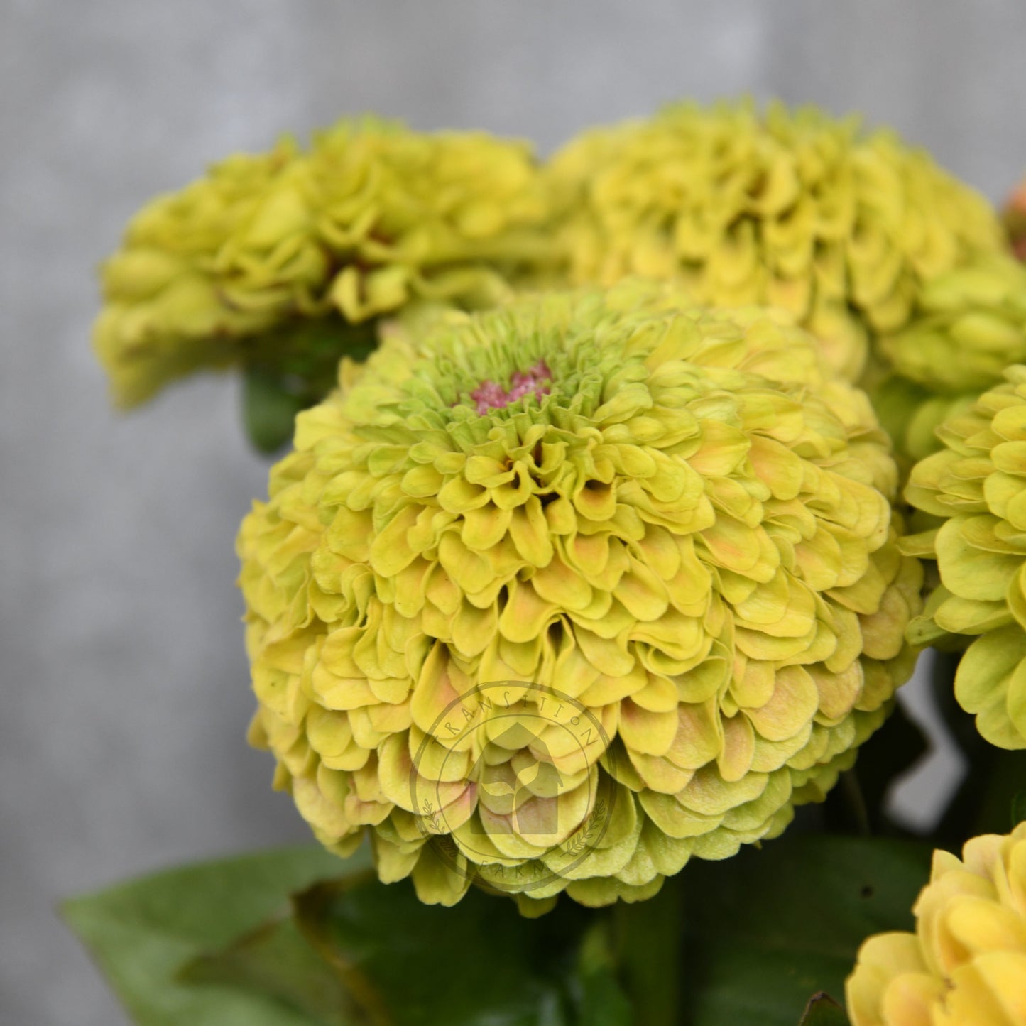 Zinnia 'Queeny Lime with Blush'