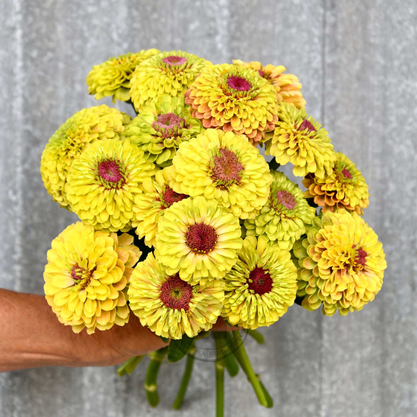 Zinnia 'Queeny Lime with Blush'