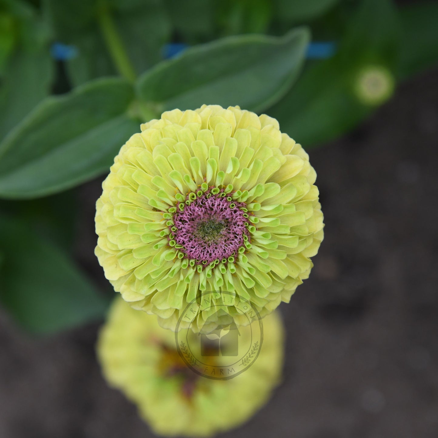 Zinnia 'Queeny Lime with Blush'