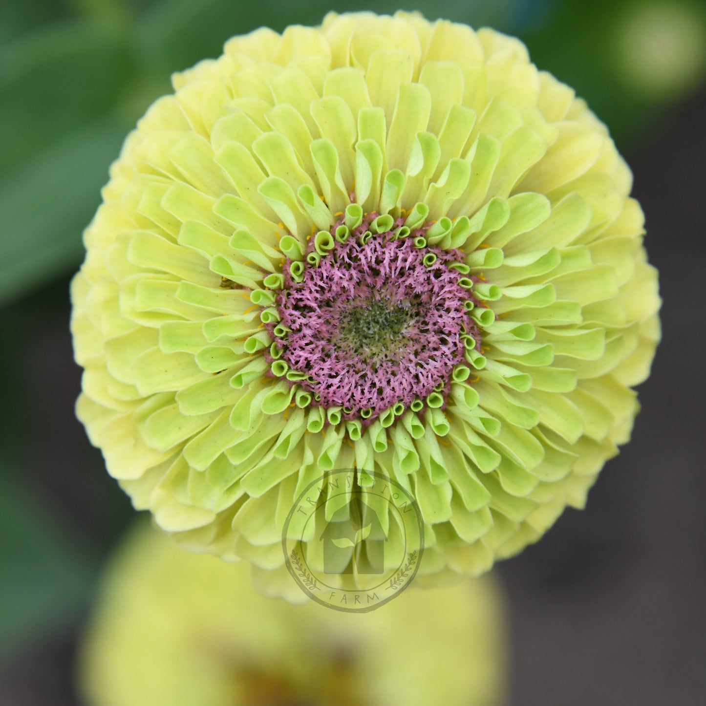 Zinnia 'Queeny Lime with Blush'