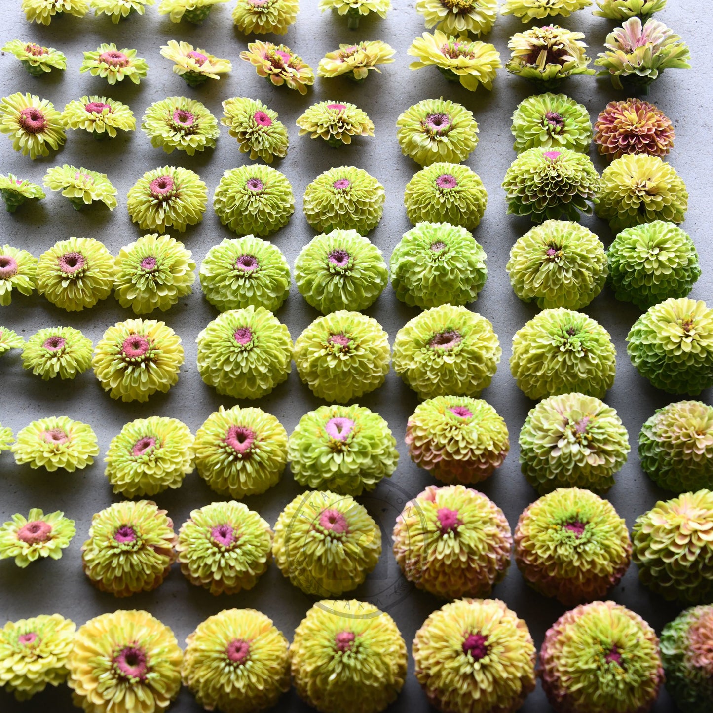Zinnia 'Queeny Lime with Blush'