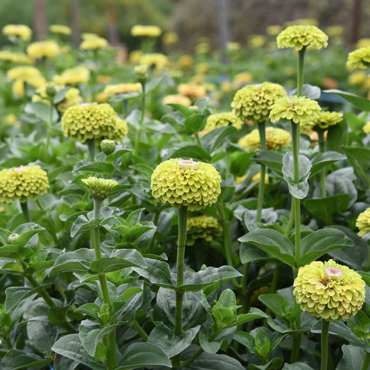 Zinnia 'Queeny Lime with Blush'
