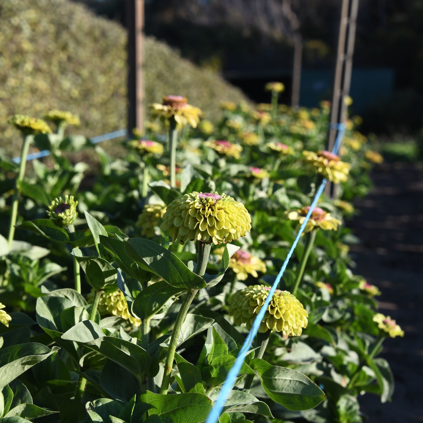 Zinnia 'Queeny Lime with Blush'
