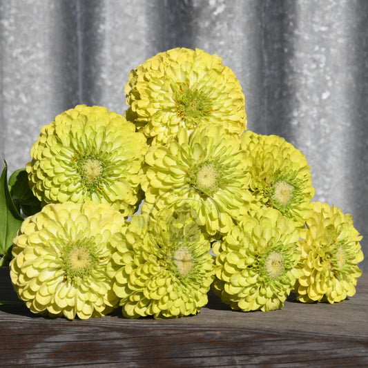 lime flowers on a wooden surface with a corrugated metal background