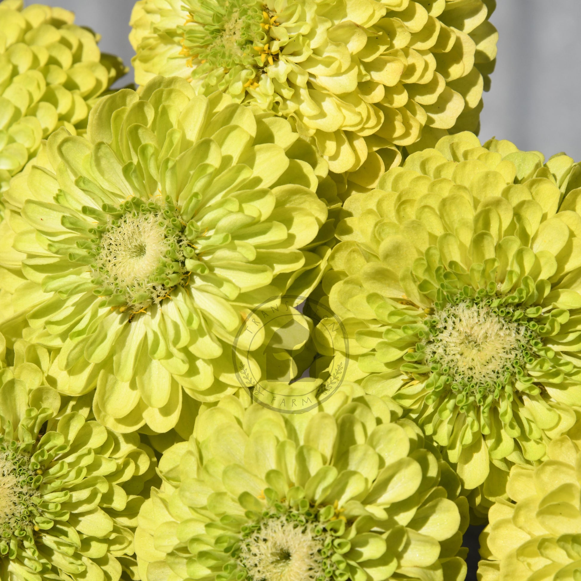 Close-up of bright yellow flowers with a blurred background