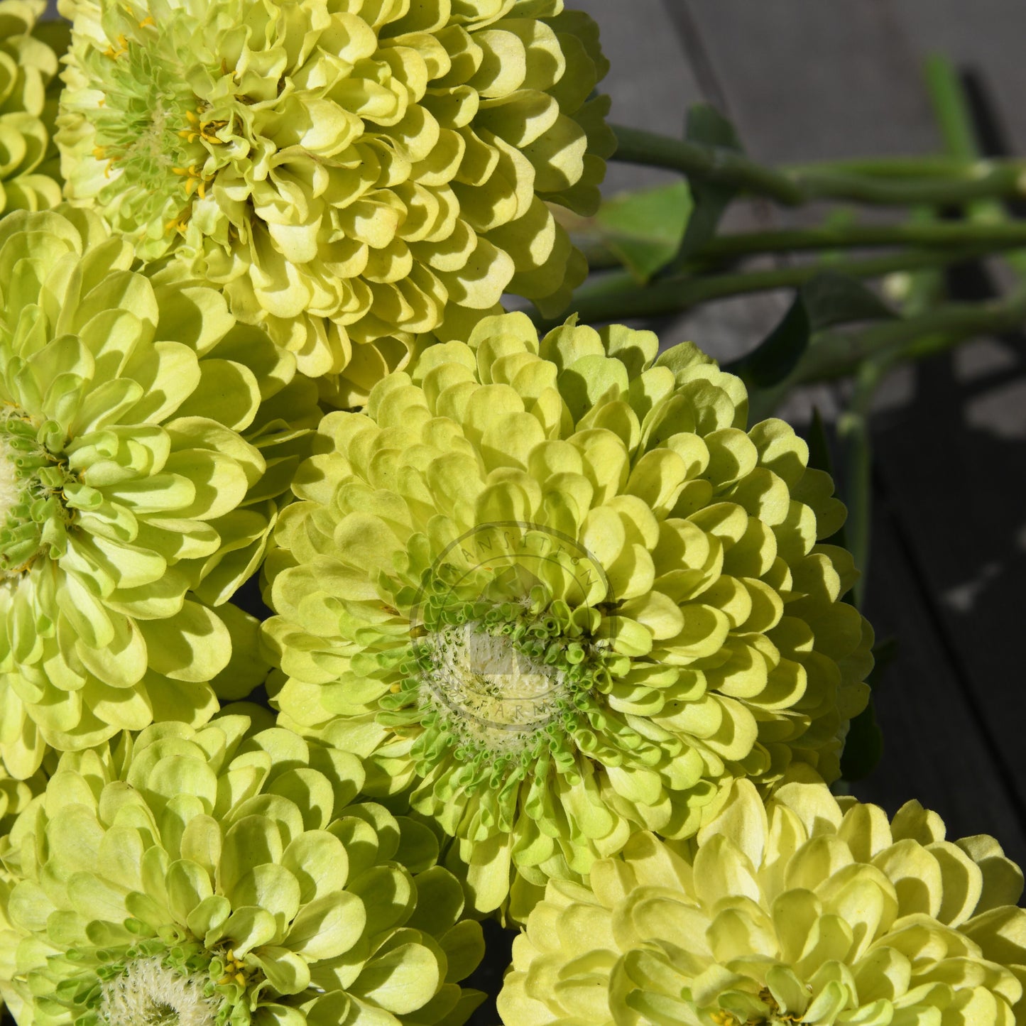 Close-up of bright green flowers with a dark background