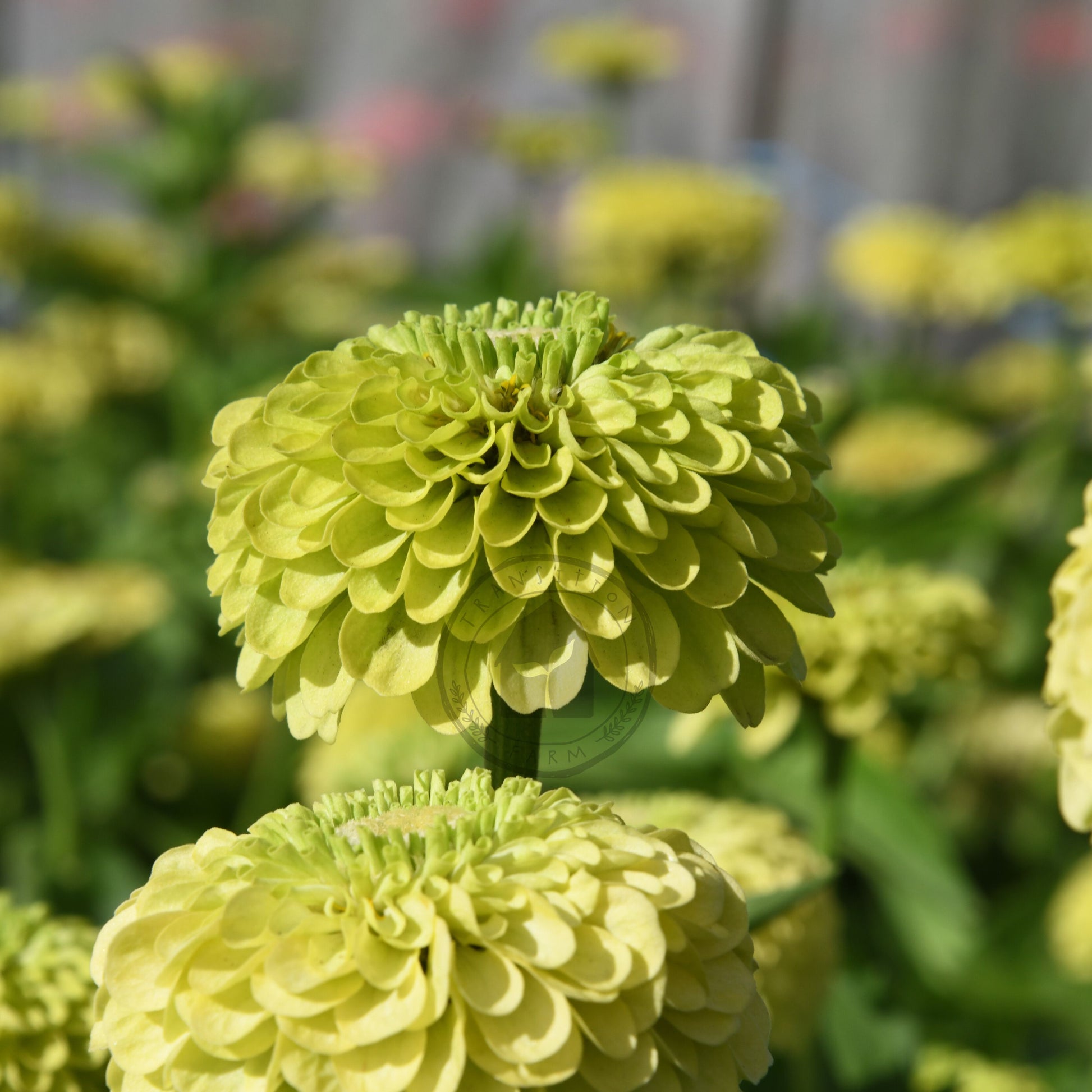 Close-up of bright lime flowers with a blurred background