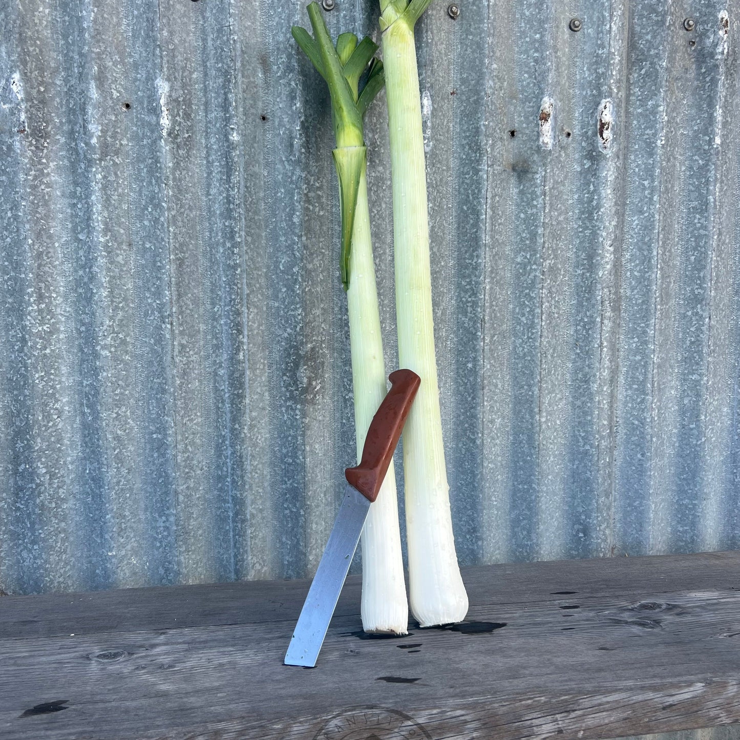 Leek 'Lincoln'