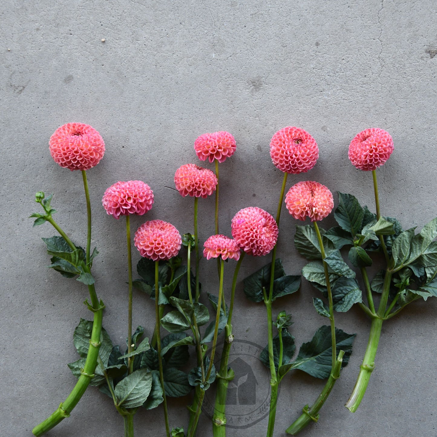 Dahlia 'Little Peaches'