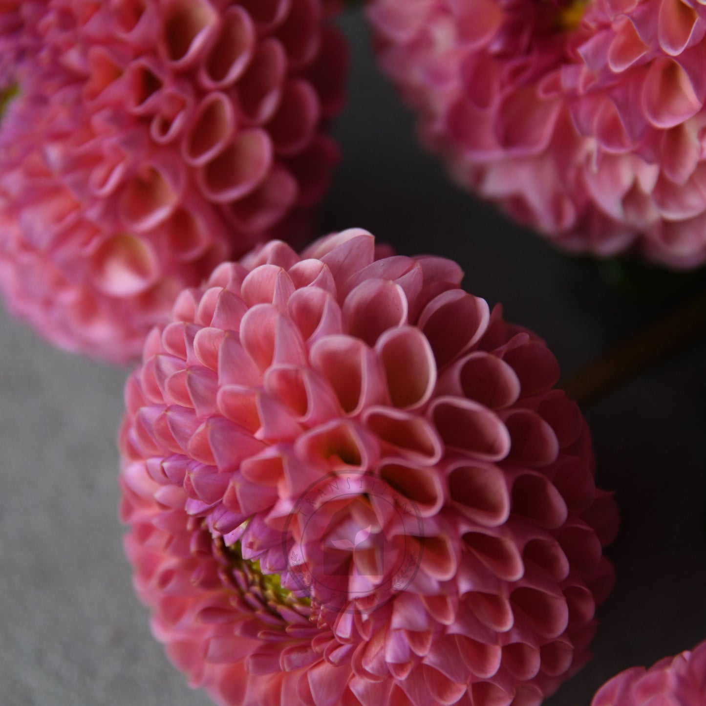 Dahlia 'Little Peaches'