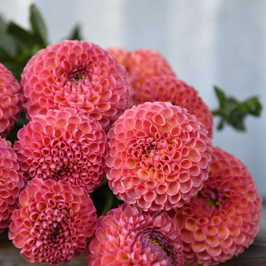 Dahlia 'Little Peaches'