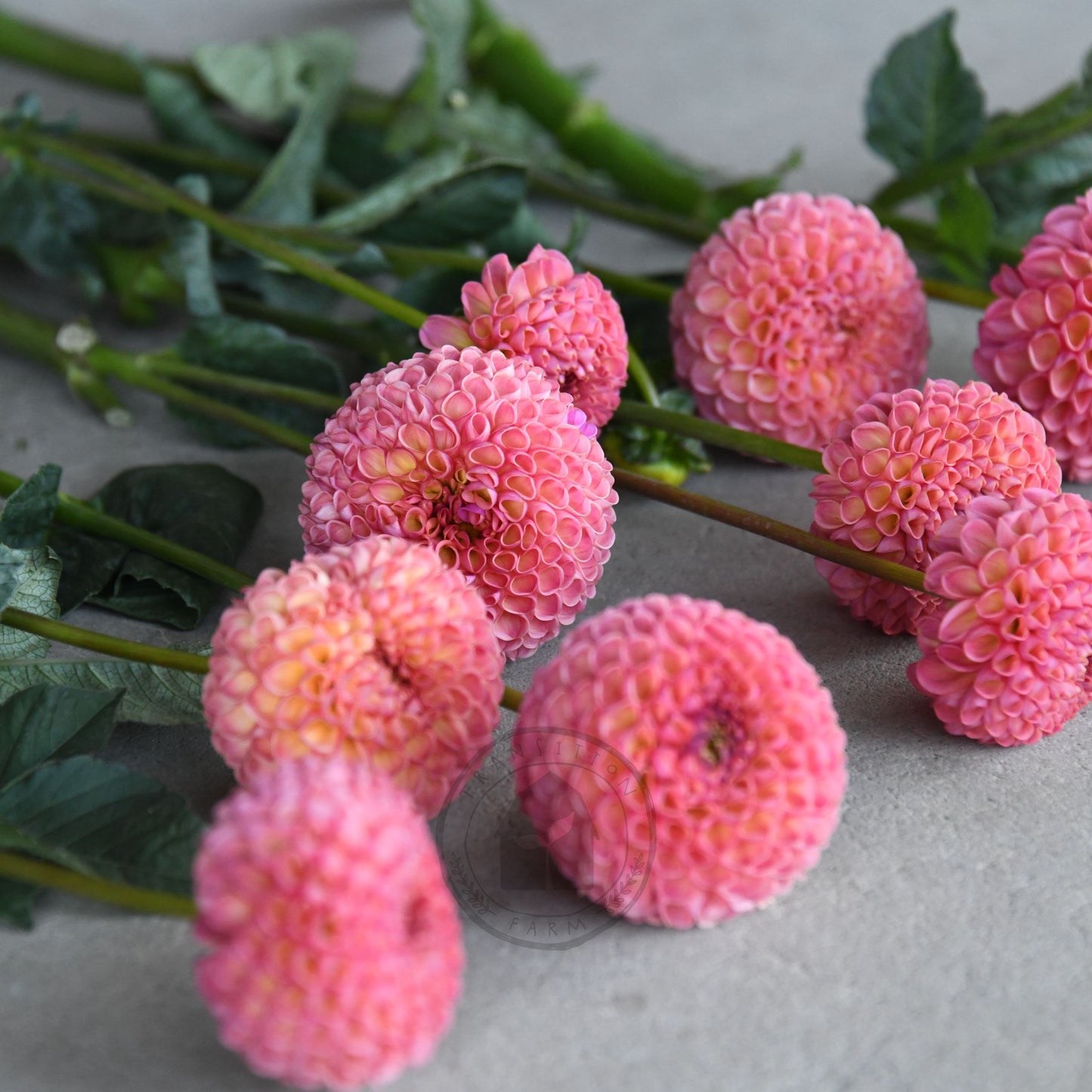 Dahlia 'Little Peaches'