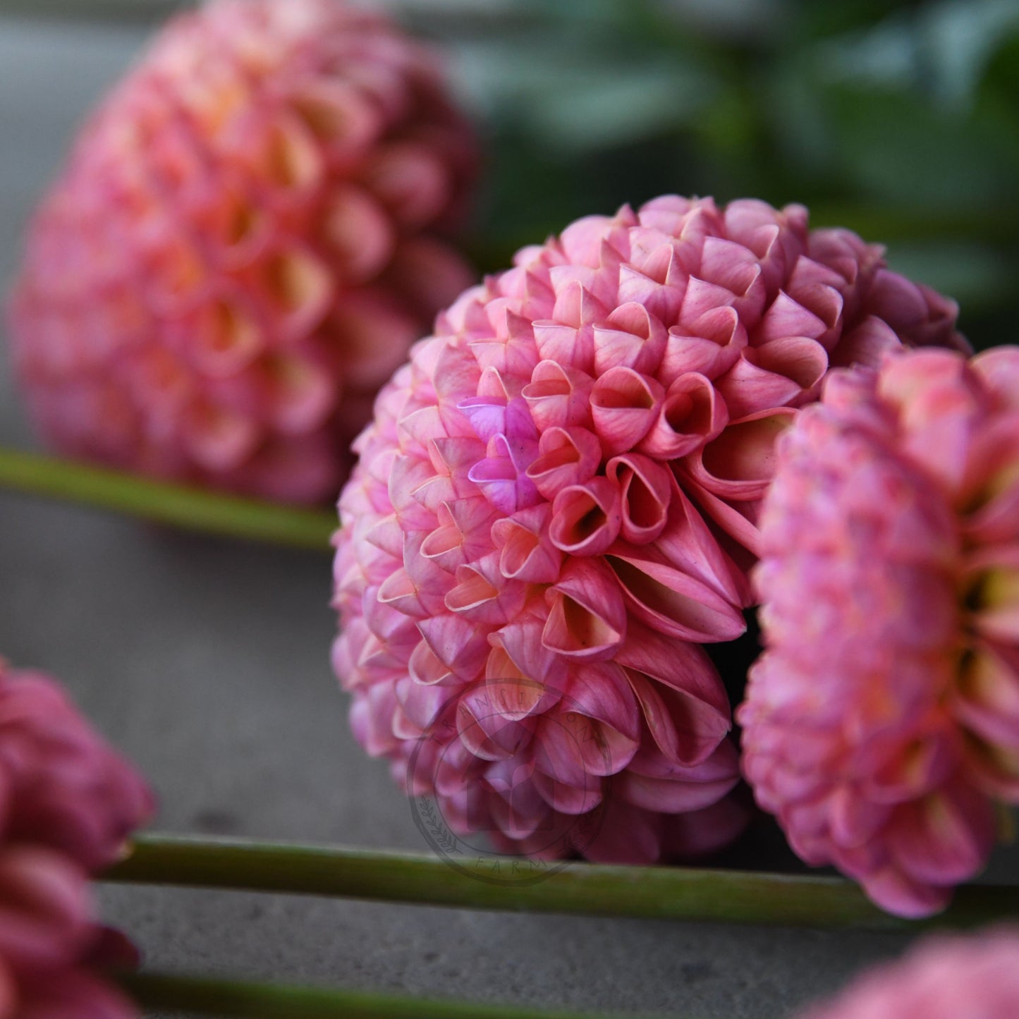 Dahlia 'Little Peaches'