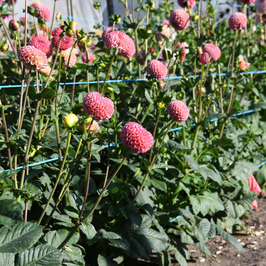 Dahlia 'Little Peaches'