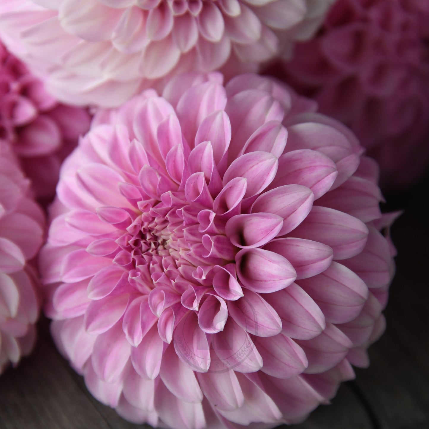 Dahlia 'Mellum Nina'