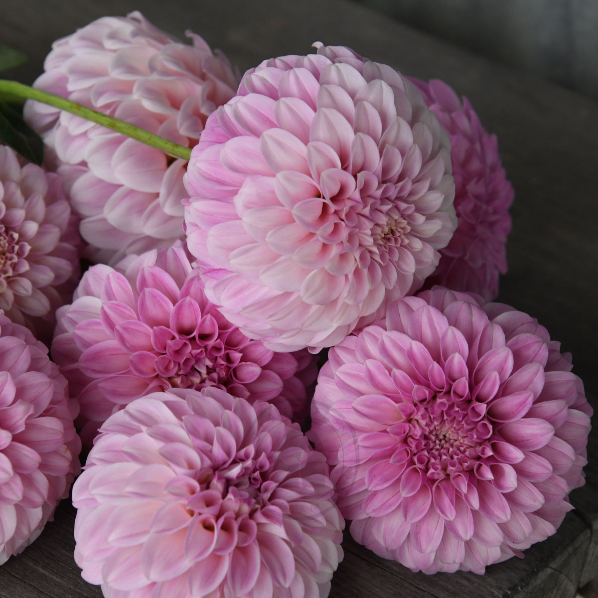 Dahlia 'Mellum Nina'