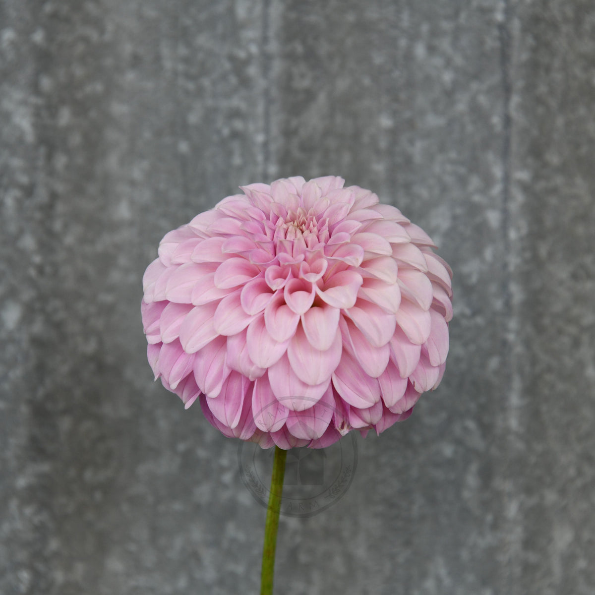 Dahlia 'Mellum Nina'