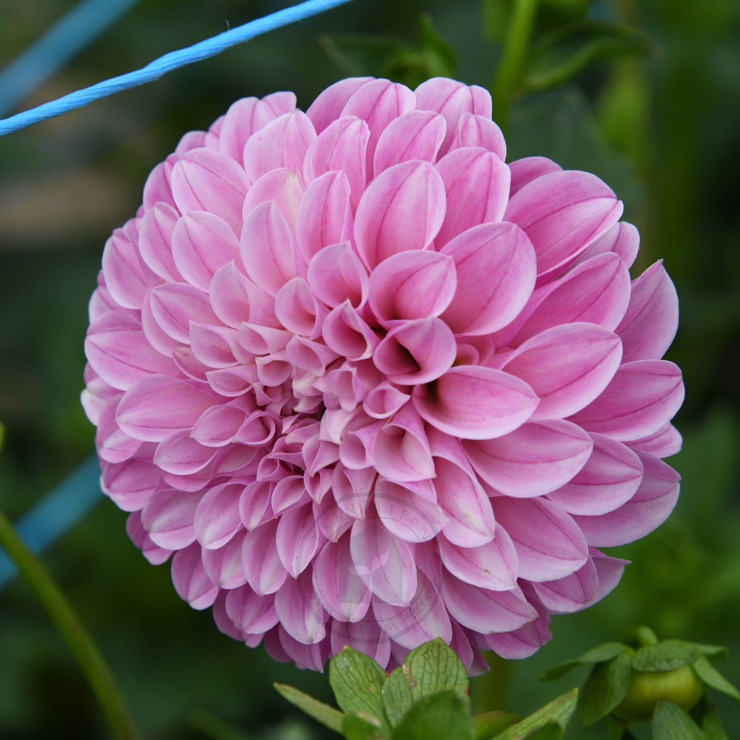 Dahlia 'Mellum Nina'