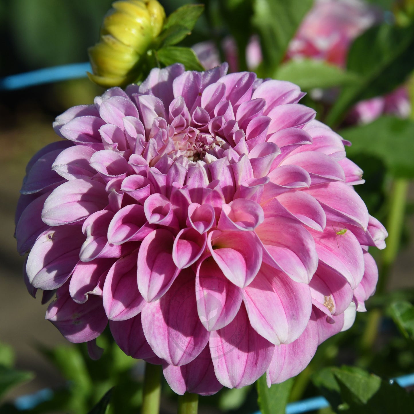 Dahlia 'Mellum Nina'