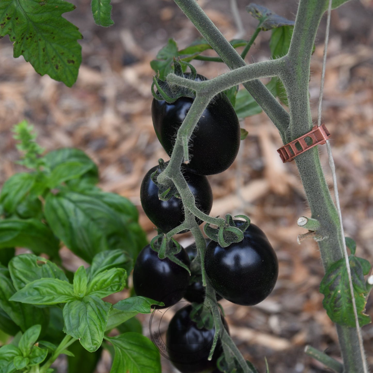 Tomato 'Midnight Roma'