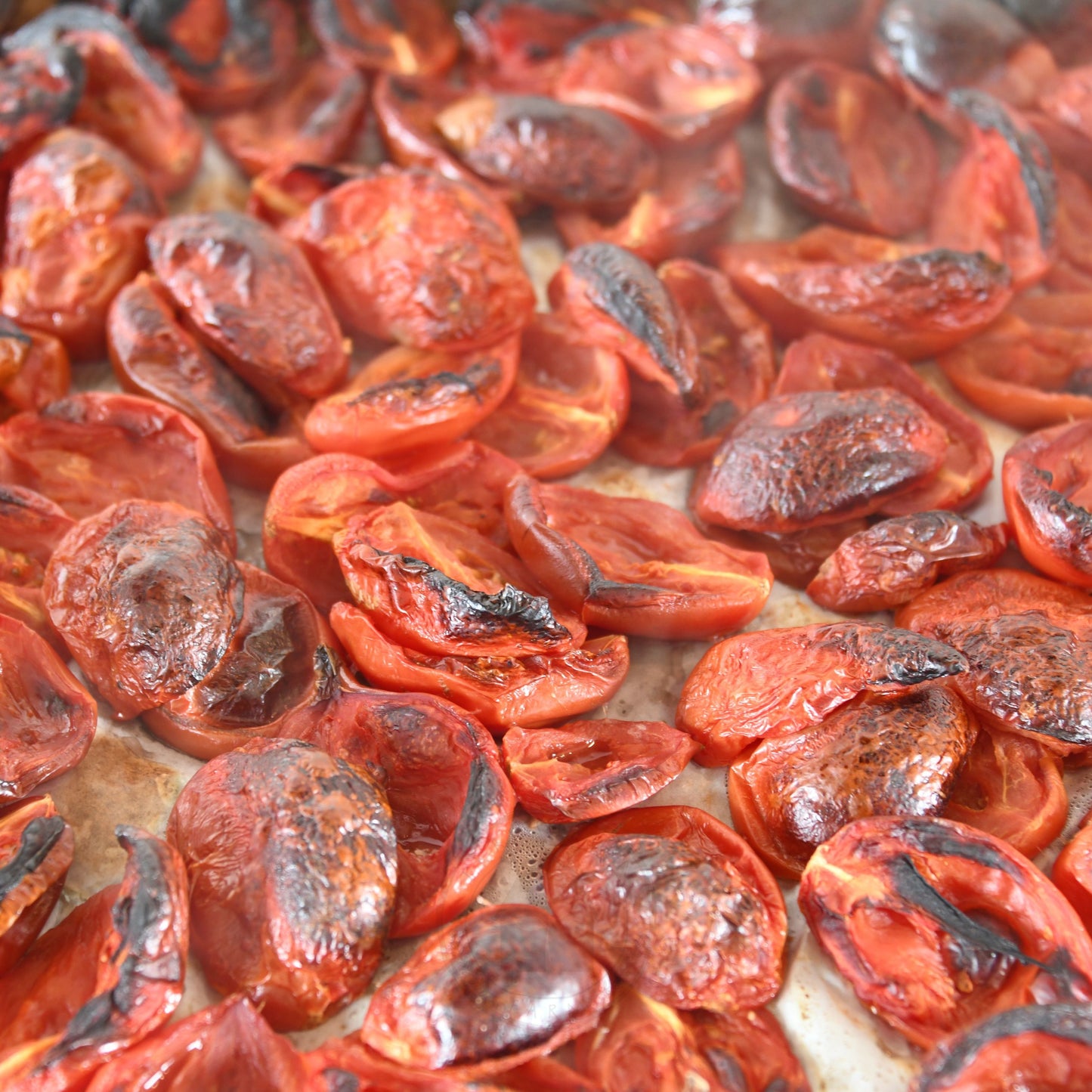 Tomato 'Midnight Roma'