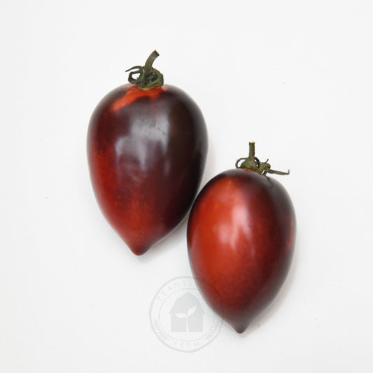 Tomato 'Midnight Roma'
